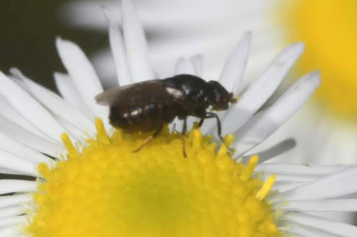 Fiebrigella