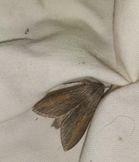 Cucullia umbratica - közönséges csuklyásbagoly