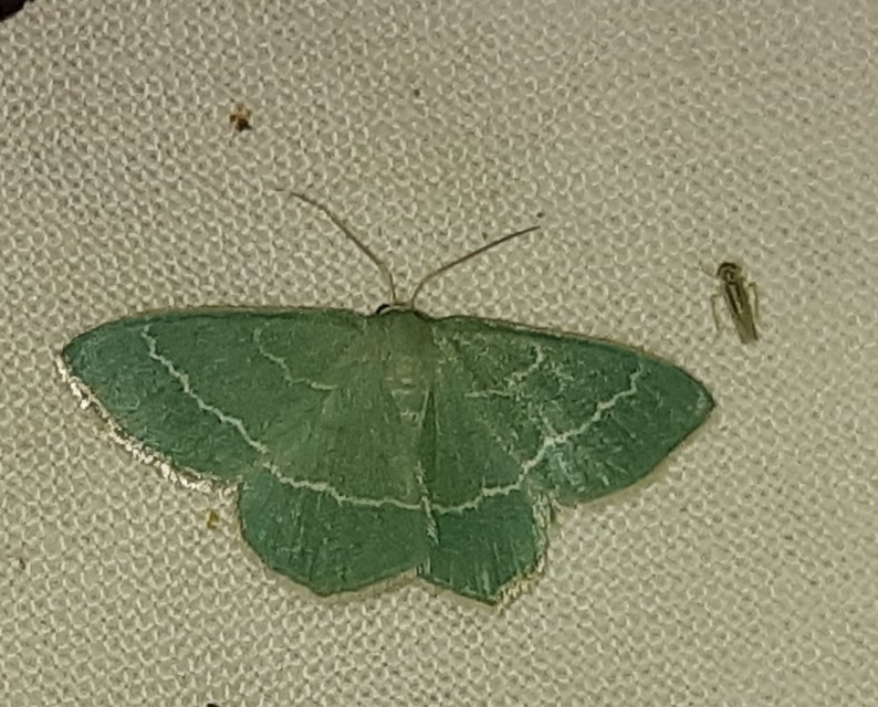 Chlorissa cloraria - sárgászöld araszoló