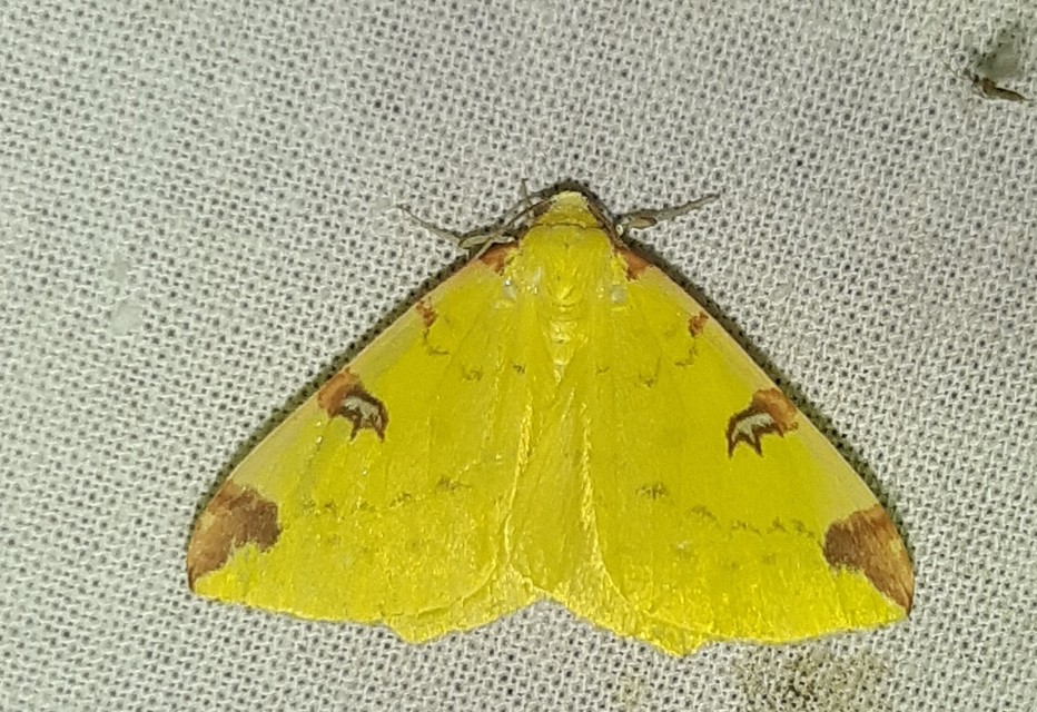 Opisthograptis luteolata - citromsárga araszoló