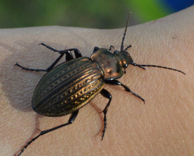 Carabus ulrichii - rezes futrinka Carabus ulrichii - rezes futrinka