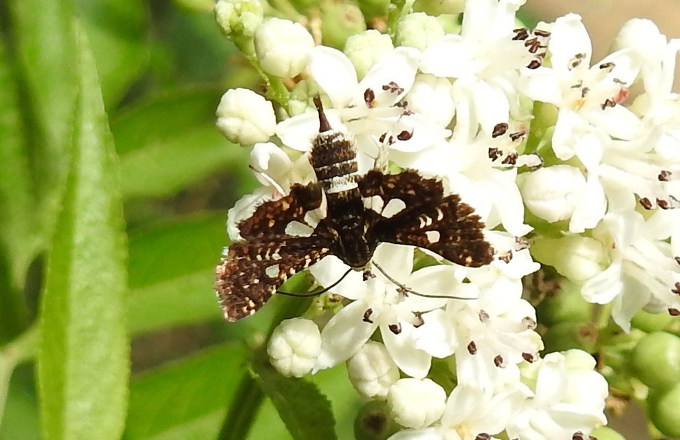 Thyris fenestrella - gyakori ablakosmoly