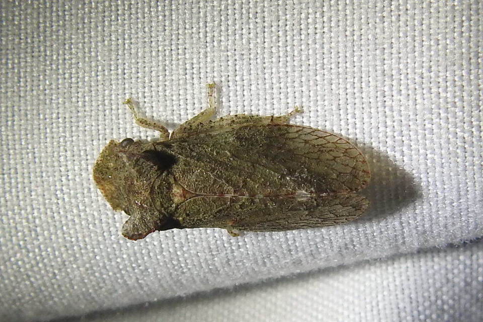 Ledra aurita - füleskabóca