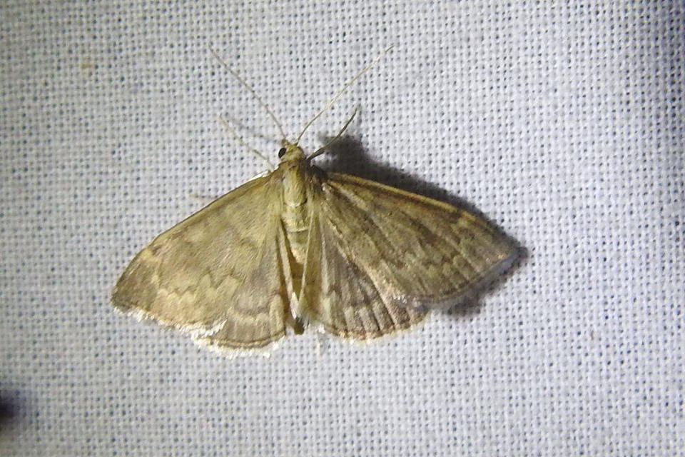 Anania fuscalis - szürke tűzmoly