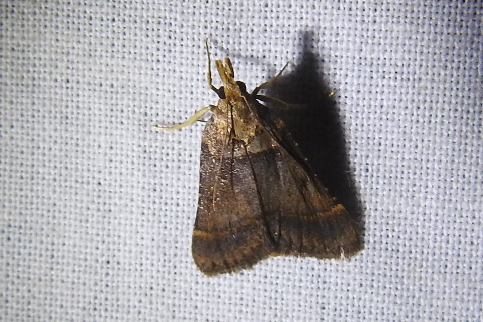 Stemmatophora brunnealis - barna fényilonca