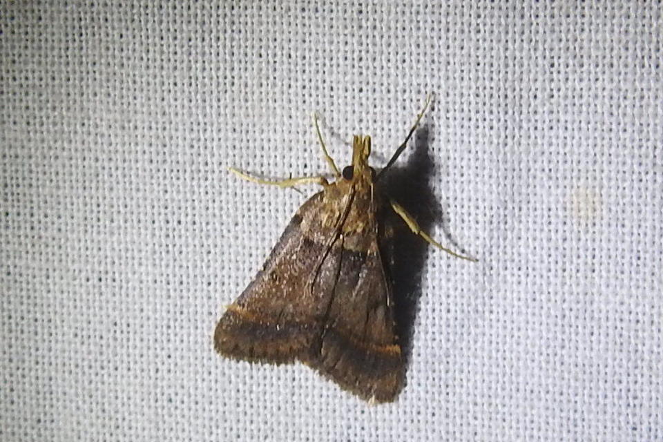 Stemmatophora brunnealis - barna fényilonca