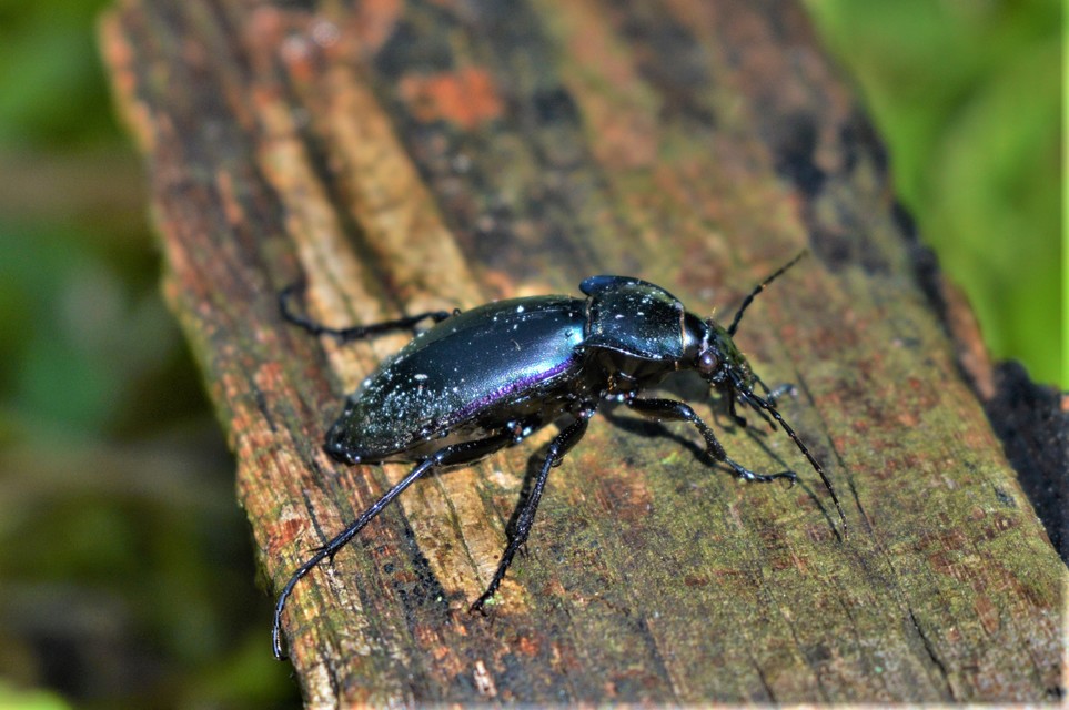 Carabus germarii exasperatus - dunántúli kékfutrinka Carabus germarii exasperatus - dunántúli kékfutrinka