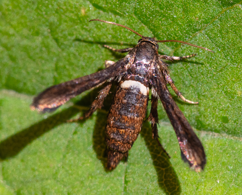 Microsphecia brosiformis - folyófűszitkár