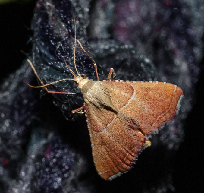 Endotricha flammealis - tüzesszárnyú fényilonca