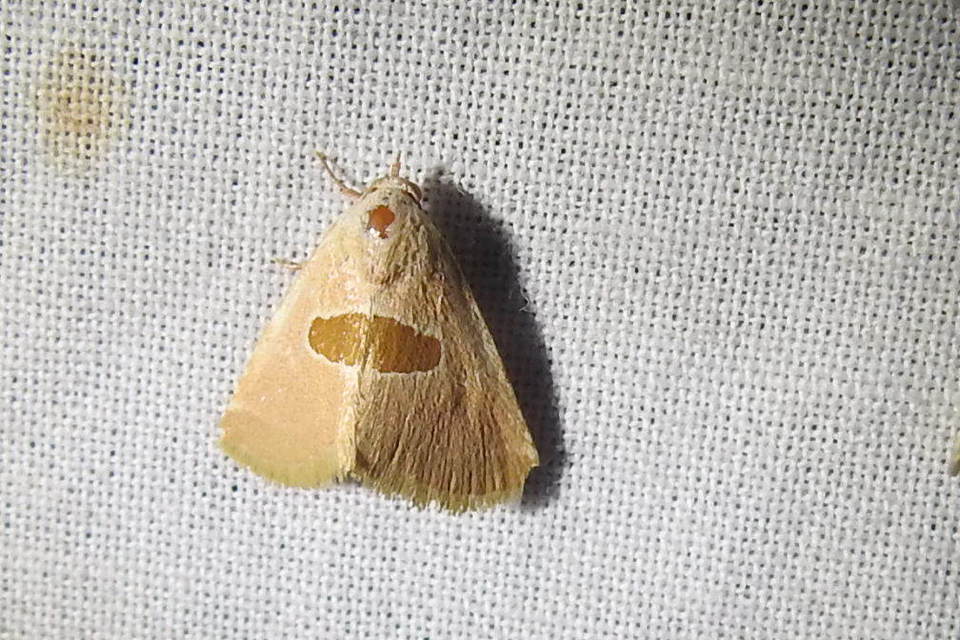 Calymma communimacula - pajzstetűfaló bagoly