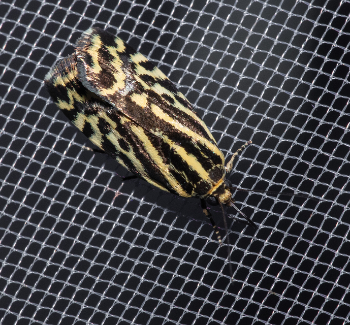Emmelia trabealis - zebrabagoly
