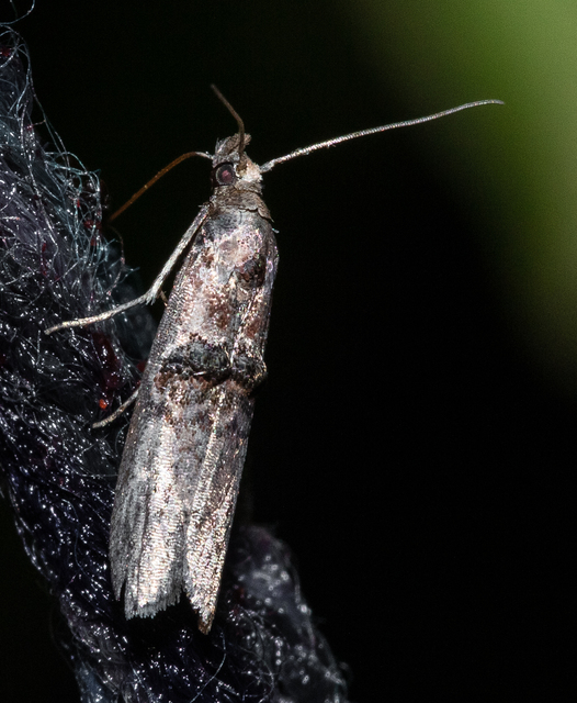 Nephopterix angustella - kecskerágó-karcsúmoly