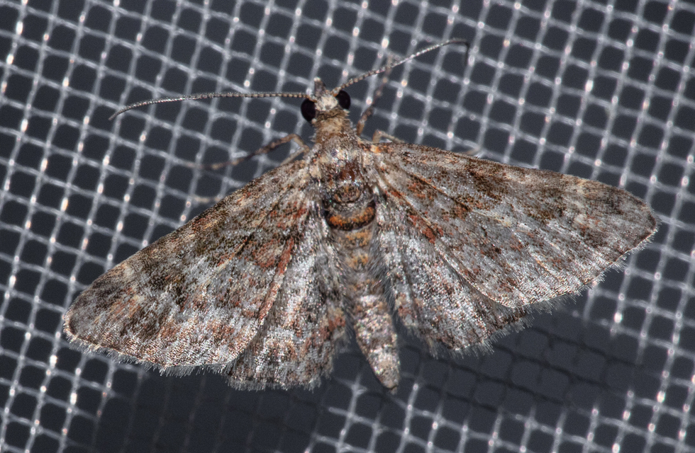 Gymnoscelis rufifasciata - vöröscsíkos törpearaszoló