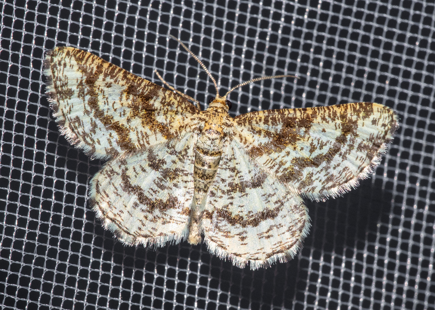 Heliomata glarearia - bőrszínű araszoló