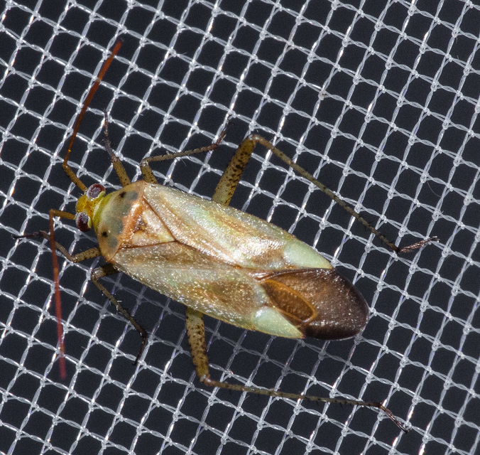Adelphocoris lineolatus - lucernapoloska