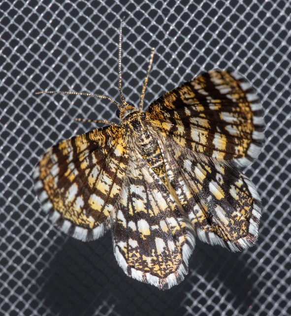 Chiasmia clathrata - rácsos rétiaraszoló