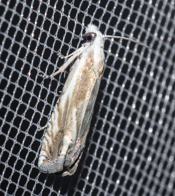 Eucosma albidulana - zsoltína-tükrösmoly