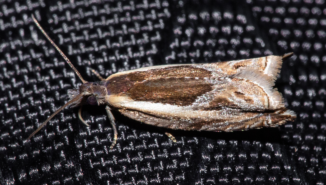 Ancylis apicella - bengesodró horgasmoly
