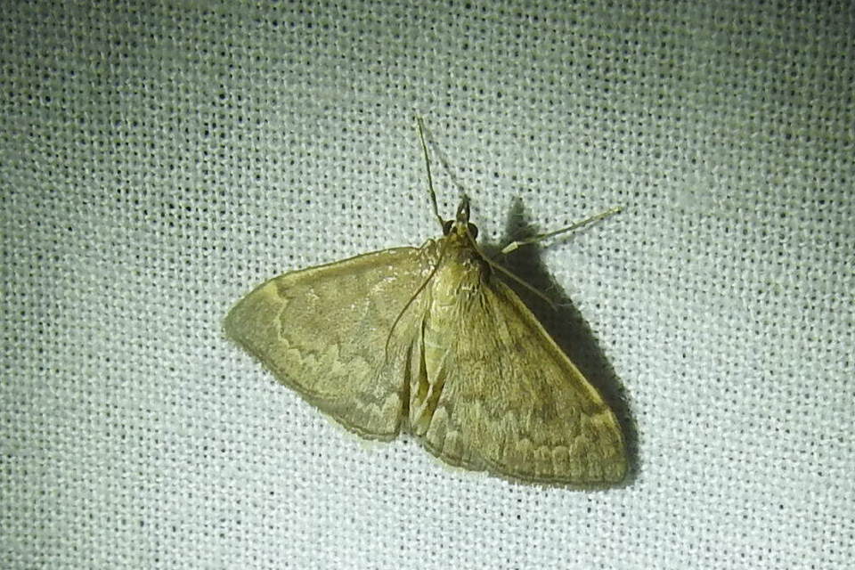 Anania fuscalis - szürke tűzmoly