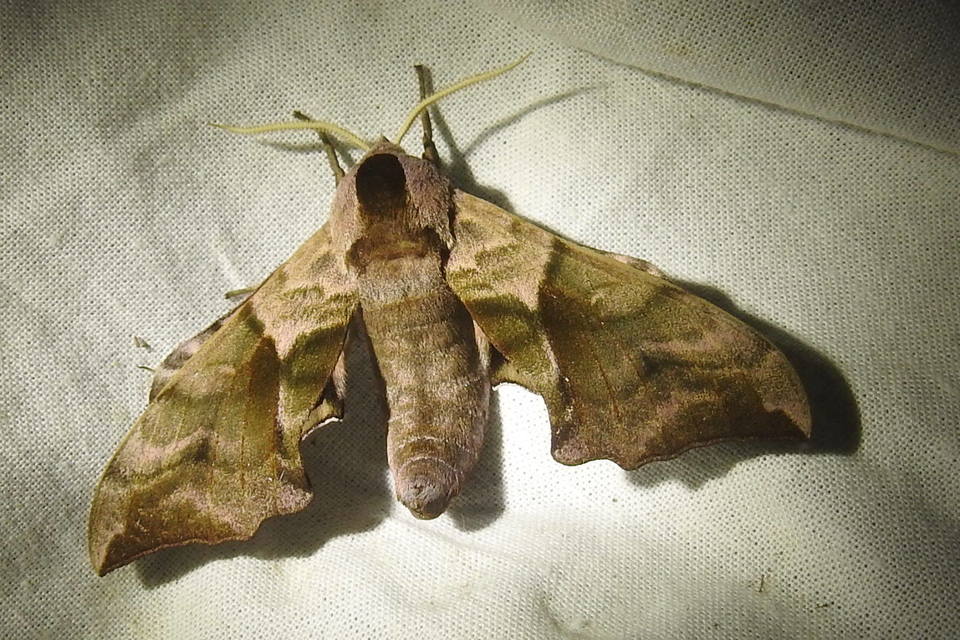 Smerinthus ocellatus - esti pávaszem