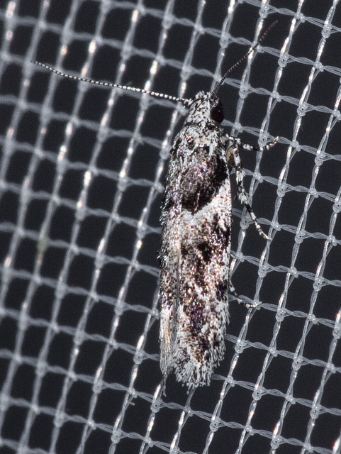 Recurvaria nanella - kis vörös-rügysodrómoly