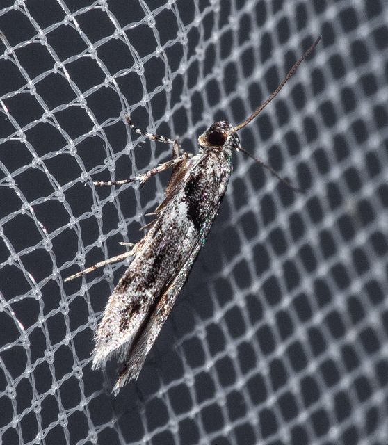 Recurvaria nanella - kis vörös-rügysodrómoly