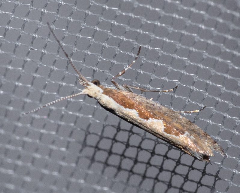 Plutella xylostella - káposztamoly