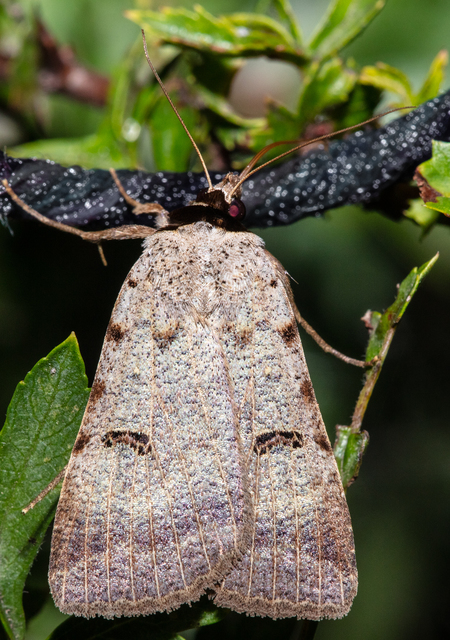 Lygephila craccae - gyakori csüdfűbagoly
