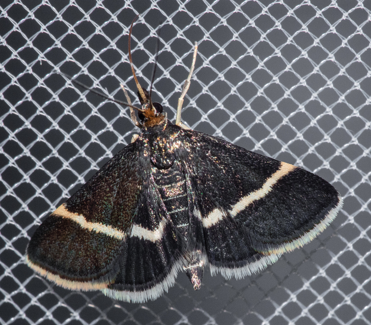Pyrausta rectefascialis - lengyel kormosmoly