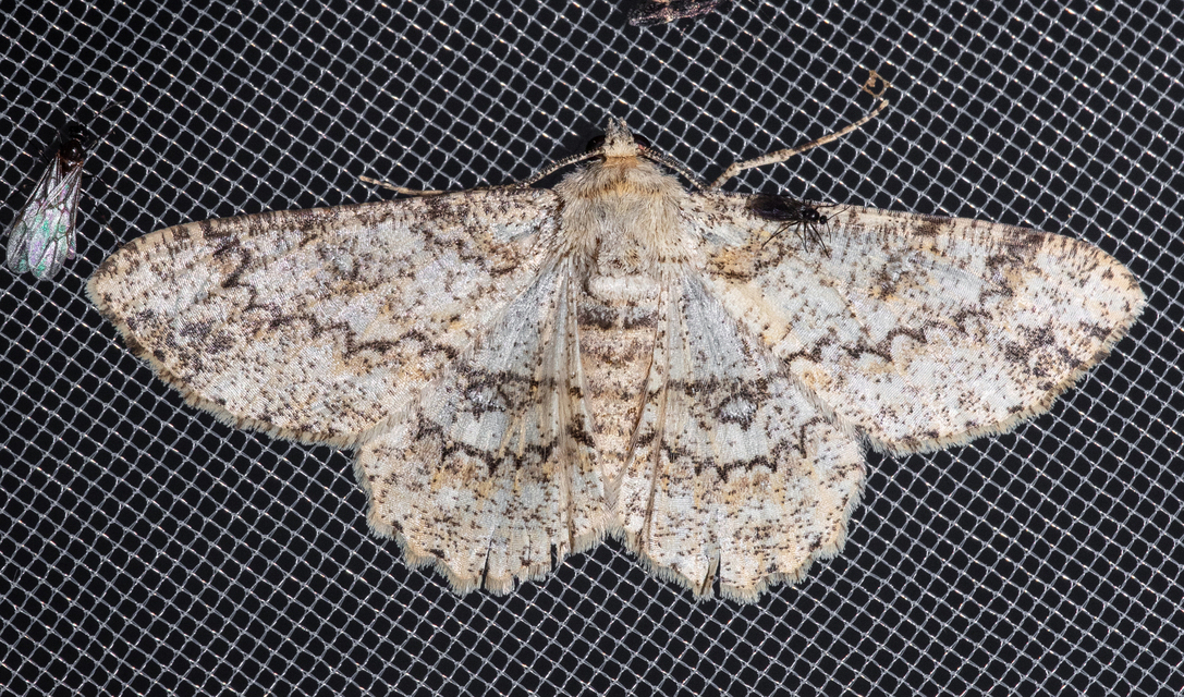 Ascotis selenaria - holdas faaraszoló