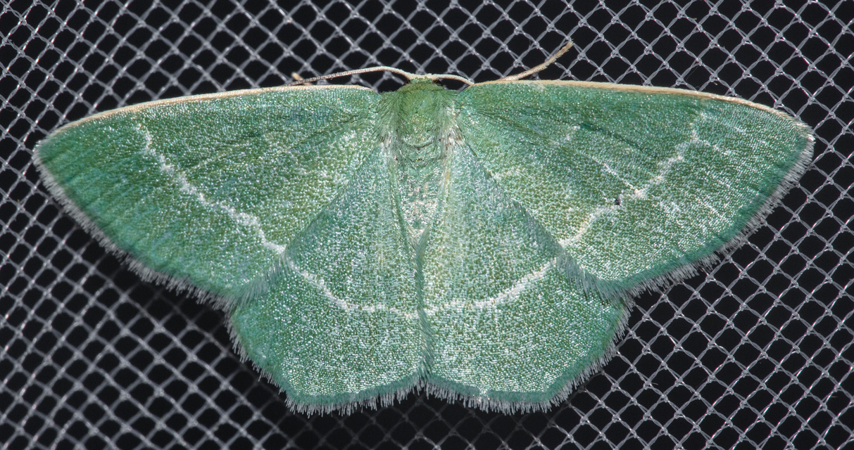 Chlorissa viridata - üdezöld araszoló