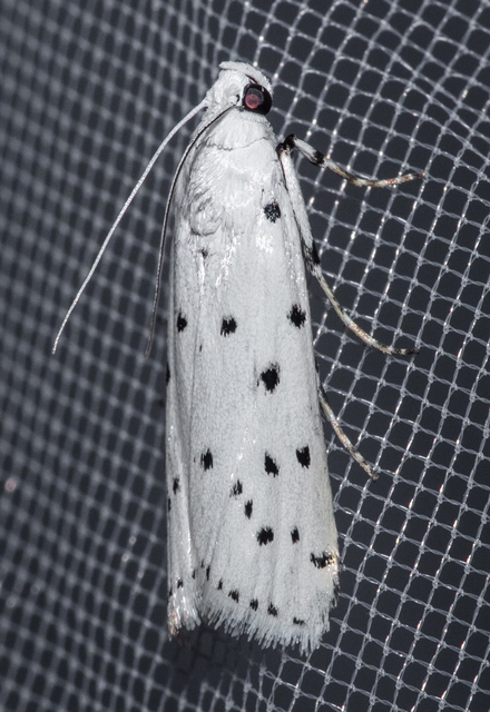 Myelois circumvoluta - pettyes karcsúmoly
