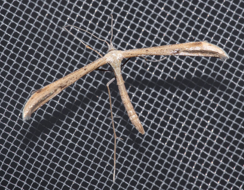 Pterophoridae - tollasmolyfélék