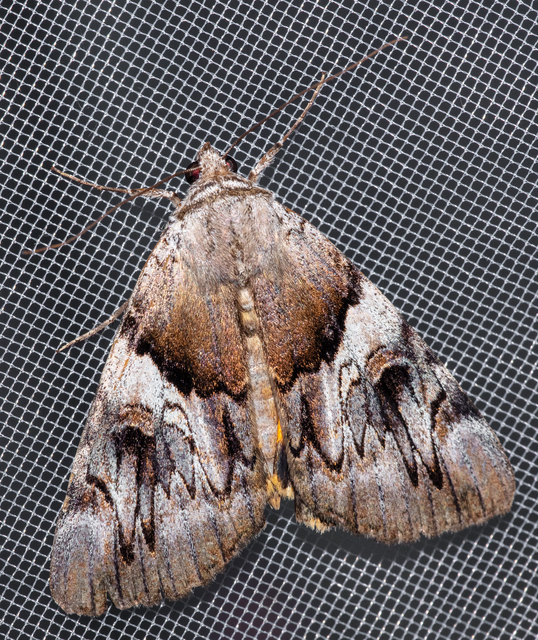Catocala fulminea - galagonya-övesbagoly