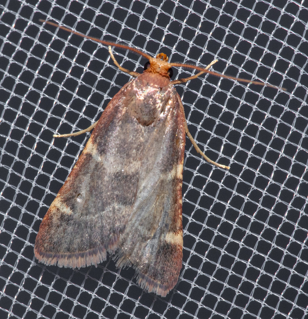 Pyralis perversalis - pusztai fényilonca