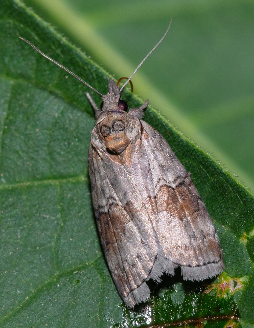 Nycteola asiatica - nyárfa-trapézbagoly