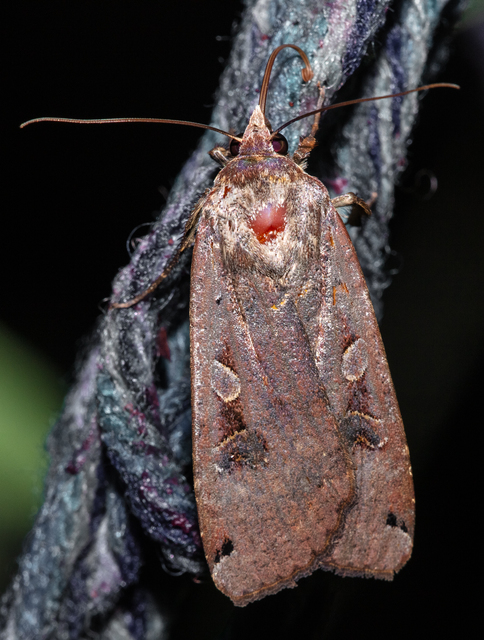 Noctua pronuba - nagy sárgafűbagoly
