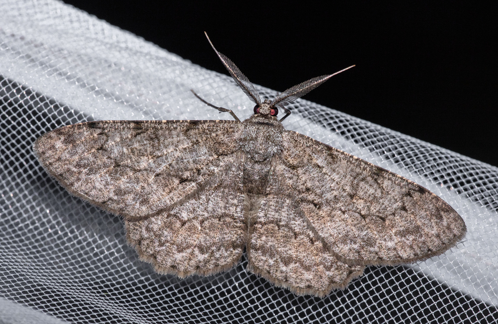 Hypomecis punctinalis - pettyes faaraszoló