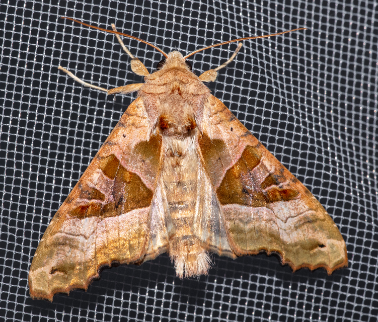 Phlogophora meticulosa - vándorló csipkésbagoly