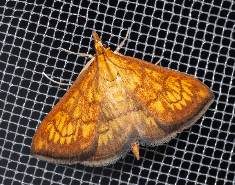 Ecpyrrhorrhoe rubiginalis - rozsdavörös tűzmoly
