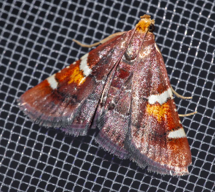 Pyralis regalis - pompás fényilonca