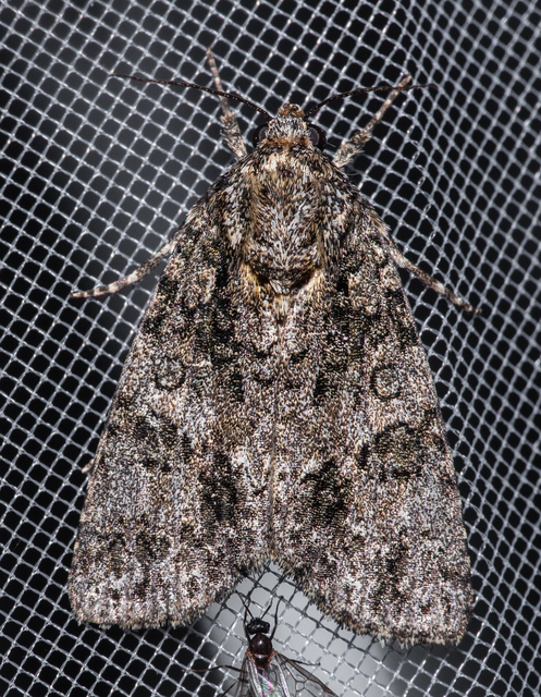 Acronicta rumicis - sóska-szigonyosbagoly