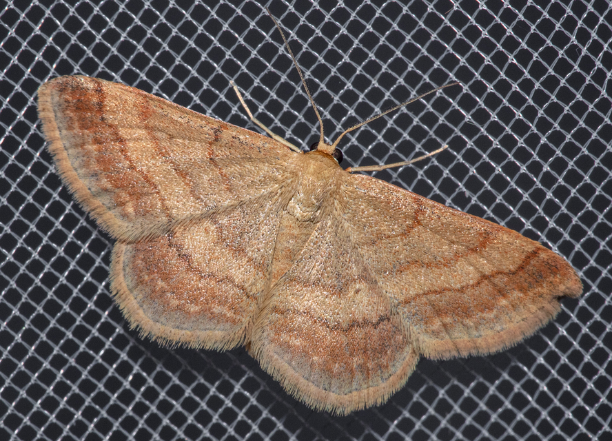 Scopula rubiginata - réti pirosaraszoló