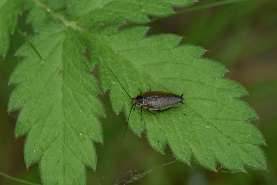 Ectobius erythronotus - sárgatorú erdeicsótány
