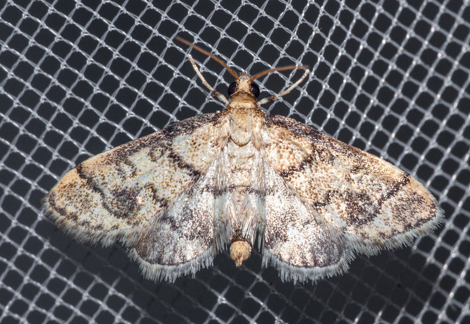 Metasia ophialis - kígyósávos tűzmoly