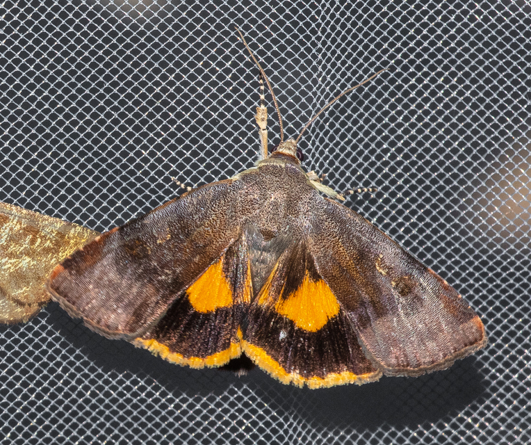 Noctua janthe - lappangó sárgafűbagoly