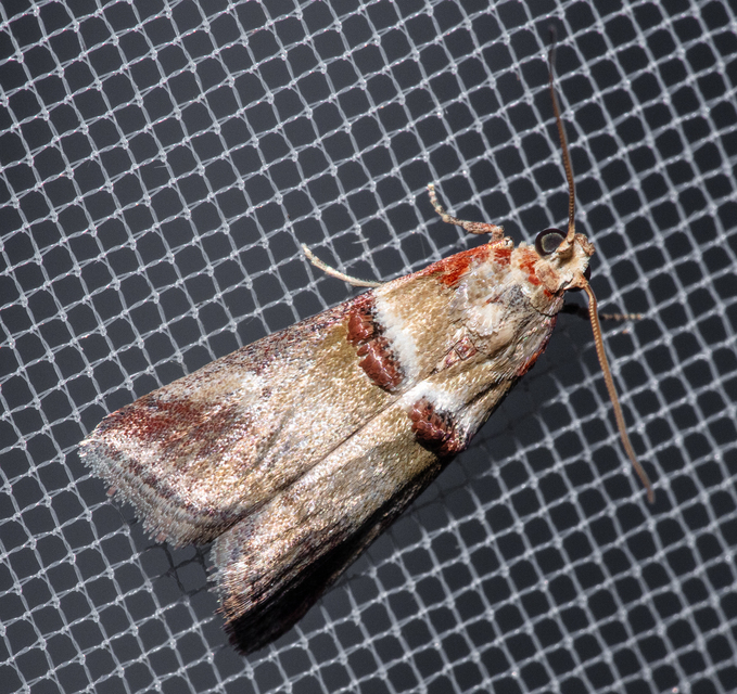 Acrobasis tumidana - bordás karcsúmoly