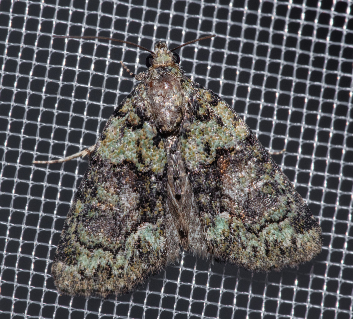 Cryphia algae - sárgászöld zuzmóbagoly