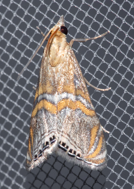 Euchromius bella - cifra mozaikmoly