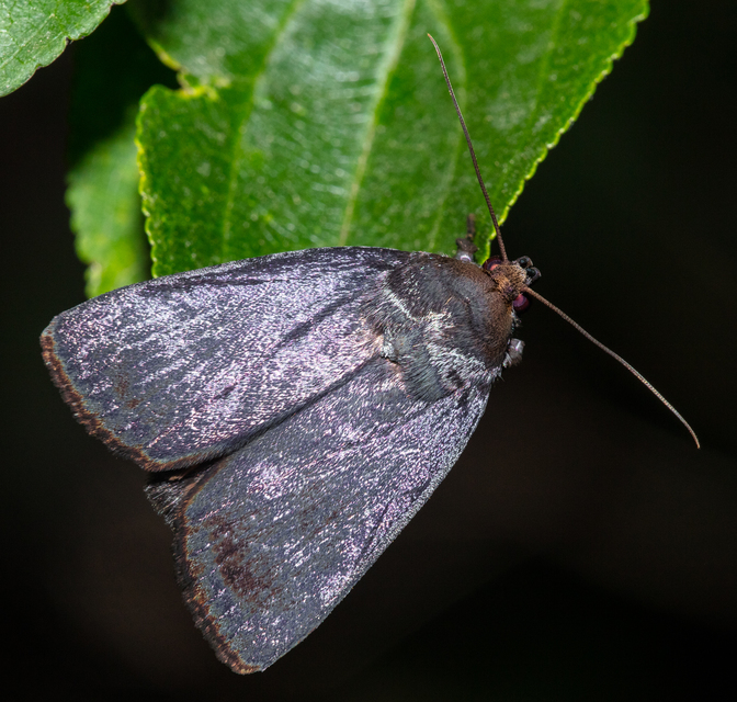 Amphipyra livida - zsírfényű bagoly